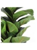 THE HOME DECO FACTORY Kunstplant groen - (H)98 x Ø 14 cm