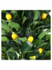 Garden Spirit Kunstplant groen - (H)40 x Ø 12,5 cm