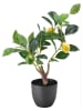 heine home Kunstpflanze in Grün/ Gelb - (B)36 x (H)50 x (T)28 cm
