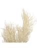 Present Time Sztuczna roślina "Asparagus" w kolorze kremowym - 25,4 x 86,4 cm