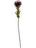 Present Time Kunstplant "Protea Flower" bordeaux/groen - (B)10 x (H)59 cm