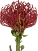Present Time Kunstplant "Protea Flower" bordeaux/groen - (B)12 x (H)73 cm
