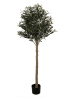 Clayre & Eef Decoboom groen/lichtbruin - (B)50 x (H)165 x (D)50 cm