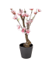 Clayre & Eef Dekobaum in Rosa/ Braun - (B)10 x (H)48 x (T)10 cm