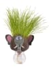 Garden Hero Graspop - (H)10 x Ø 10 cm (verrassingsproduct)