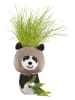Garden Hero Graspop - (H)10 x Ø 10 cm (verrassingsproduct)
