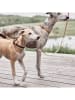 OYOY living design Leder-Hundehalsband "Robin" in Hellbraun - (L)46 cm