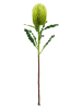 Bizzotto Kunstzweig ''Banksia Hazely'' in Grün - (L)65 cm