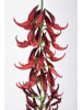 Bizzotto Kunsttak ''Macuna Kaylin'' groen/rood - (L)210 cm