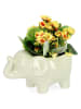 Bizzotto Kunstplant ''Elephant'' groen/geel - (B)14 x (H)12 x (D)8,5 cm