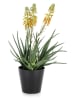 Bizzotto Kunstplant ''Aloe'' groen/geel - (L)51 cm