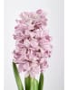 Bizzotto Kunstplant ''Hyacinth'' groen/lichtroze - (L)52 cm