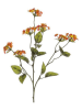 Bizzotto Kunsttak ''Lantana'' oranje - (L)66 cm