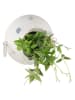 Clayre & Eef Blumentopf in Weiß - (B)31 x (H)28 x (T)13 cm
