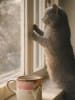Egg Back Home Jumbotasse ''Melting Ice Cream - Cat Dad''  in Beige - 360 ml