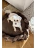 Jotex Hondenbed "Brady" bruin