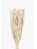 CALMA HOUSE Gedroogde bloemen boeket ''Rotoun'' beige - (L)60 cm