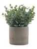 Ornami Kunstplant groen/grijs - (H)19,5 cm