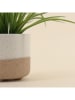 Ornami Kunstpflanze in Grün/ Weiß/ Beige - (H)26,5 cm 