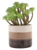 Ornami Kunstplant groen/bruin - (H)13 cm