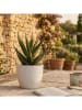 Ornami Kunstplant groen/wit - (H)15 cm