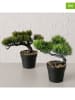 Boltze 2er-Set: Kunstpflanzen "Bonsai" in Grün - (B)18 x (H)22 cm