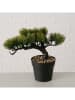 Boltze 2er-Set: Kunstpflanzen "Bonsai" in Grün - (B)18 x (H)22 cm