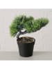 Boltze 2er-Set: Kunstpflanzen "Bonsai" in Grün - (B)18 x (H)22 cm