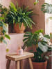 AVA&MAY Raumerfrischer "Bahamas" in Rosa - 120 ml