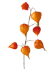 Boltze Dekozweig "Physalis" in Orange - (H)15 cm