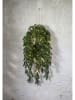 STAR Trading Led-krans "Erna" groen - (B)50 x (H)70 cm