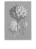 Blanc Ściereczki (2 szt.) "Artichoke" w kolorze szaro-pomarańczowym i szarym do naczyń
