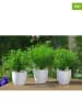 Boltze 3-delige set: decoratieve kunstplanten "Planten in pot" - (H)25 cm