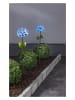 STAR Trading Solarne lampy ogrodowe LED "Hortensia" w kolorze niebieskim - wys. 77 cm